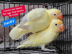 Lovebirds Pairs Only 3000