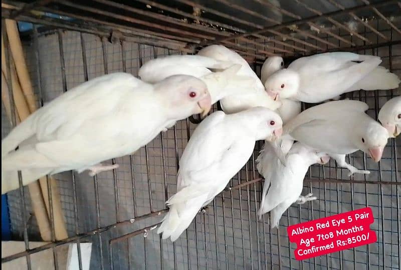 Lovebirds Pairs Only 3000 1