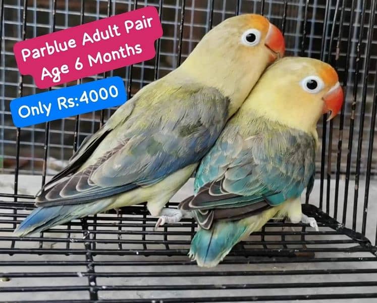 Lovebirds Pairs Only 3000 2