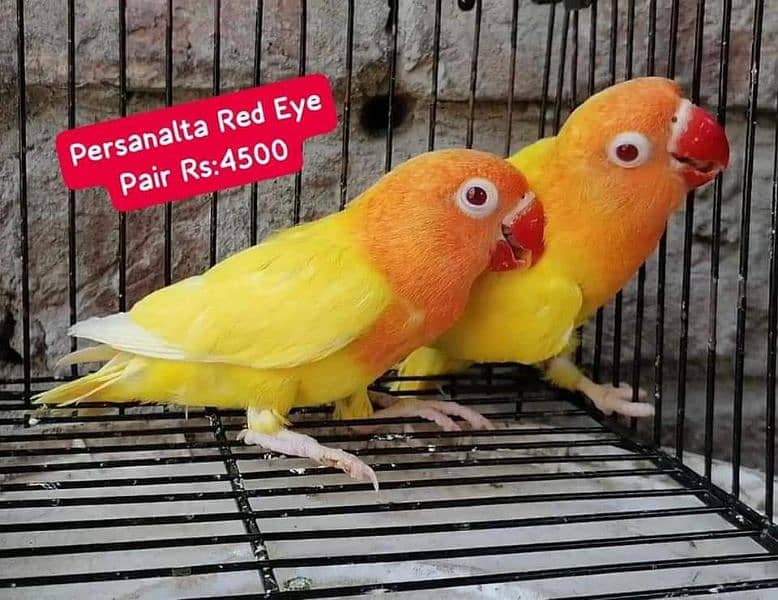 Lovebirds Pairs Only 3000 3