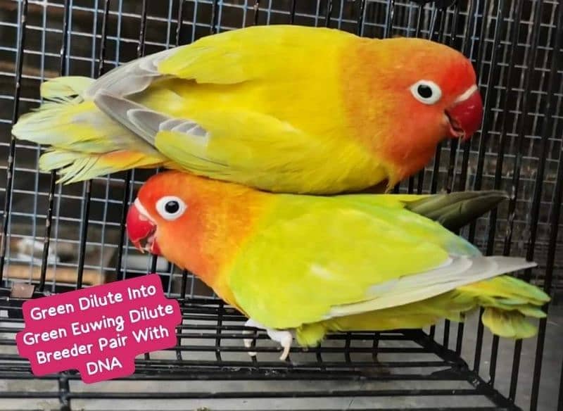 Lovebirds Pairs Only 3000 4
