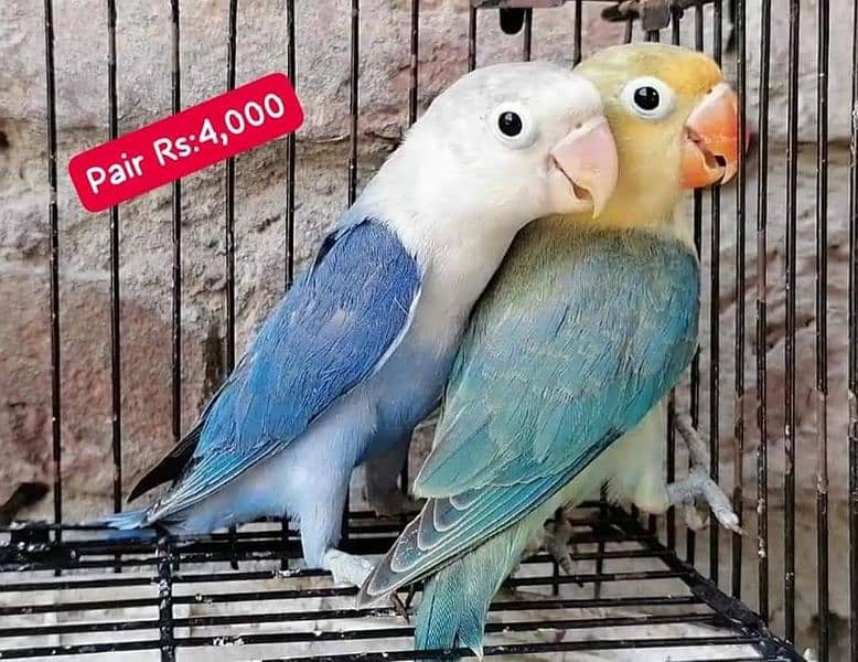 Lovebirds Pairs Only 3000 5