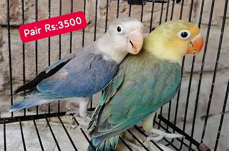 Lovebirds Pairs Only 3000 6