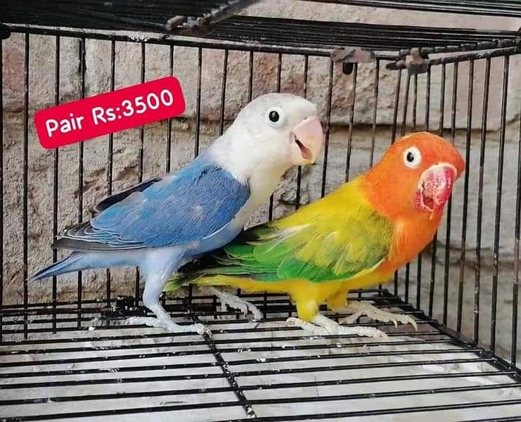 Lovebirds Pairs Only 3000 7