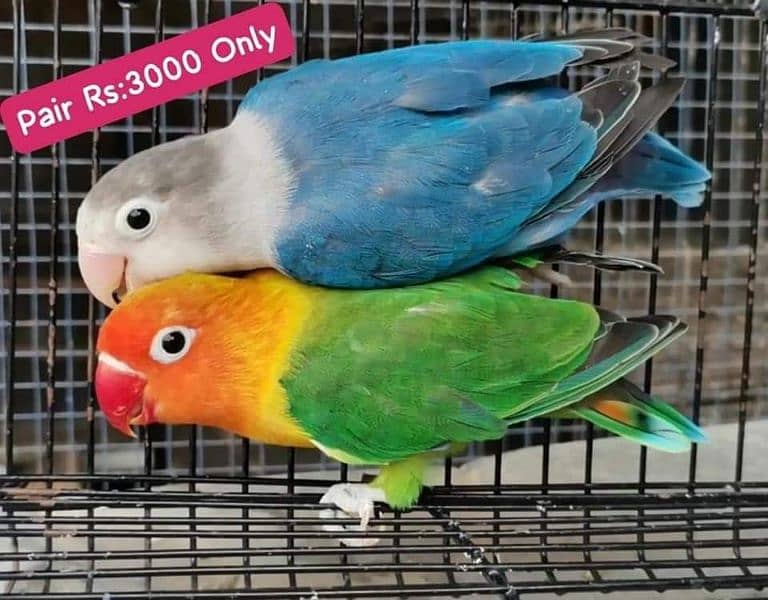 Lovebirds Pairs Only 3000 8