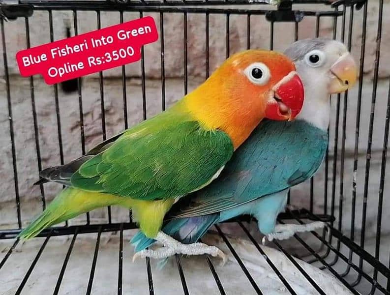 Lovebirds Pairs Only 3000 9