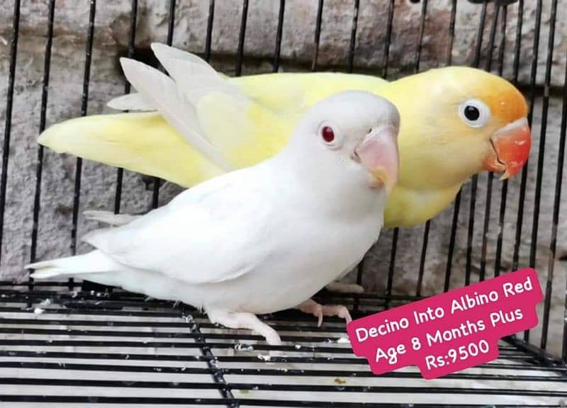 Lovebirds Pairs Only 3000 10