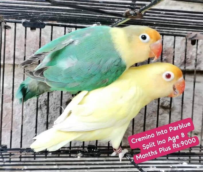 Lovebirds Pairs Only 3000 11