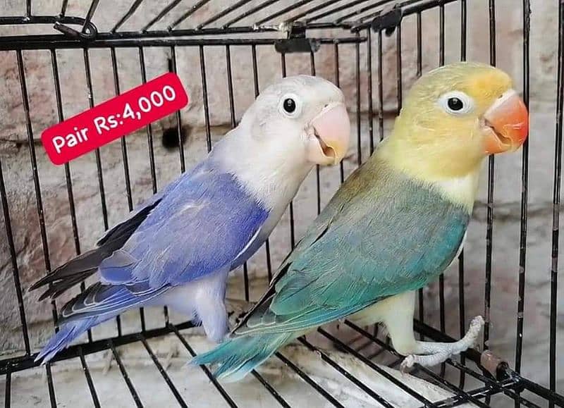 Lovebirds Pairs Only 3000 12