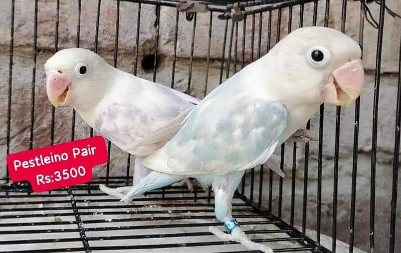 Lovebirds Pairs Only 3000 15