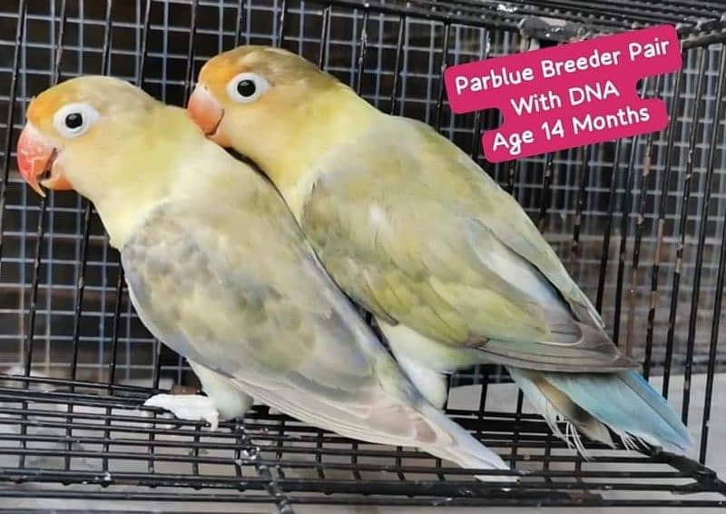 Lovebirds Pairs Only 3000 16