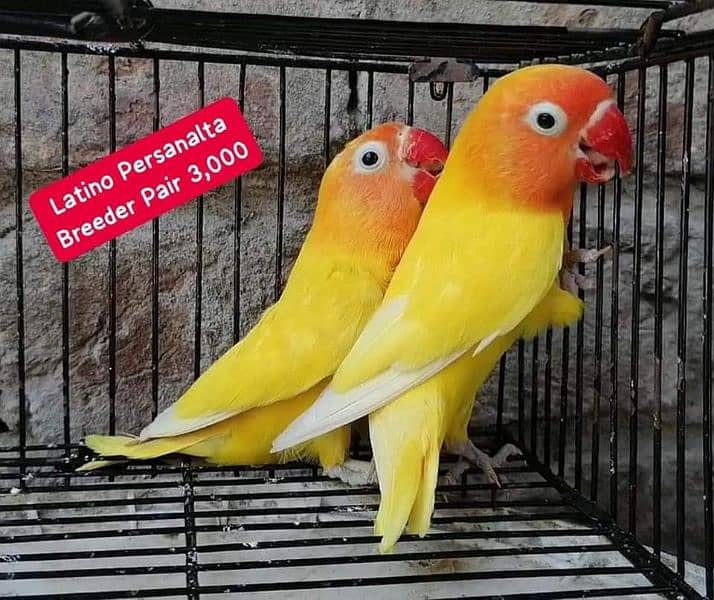 Lovebirds Pairs Only 3000 17