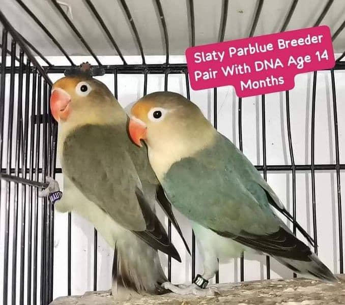 Lovebirds Pairs Only 3000 18