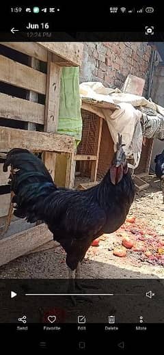 Ayam Cemani (grey tongue) extra Males for sale