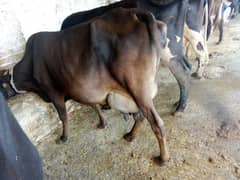 taza 2nd timer cow