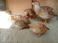 Irani Teetar Pair with Chicks