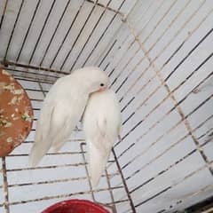 Albino/lovebirds/NonDNA/parrot/parot