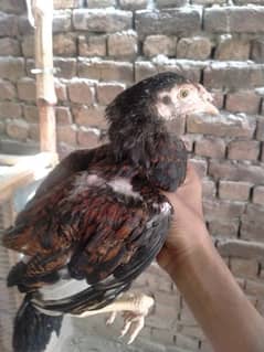 Aseel chick age 4 month vaccinated