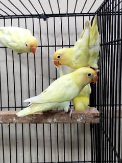 love bird albino cermino Dec ino