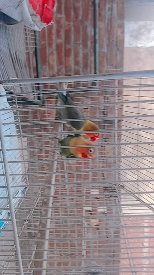 love birds and other birds,, animal 2