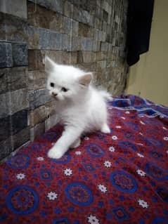 Persian baby kitten for sale