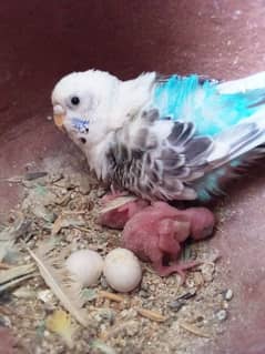 Australian parrots breeder pairs with eggs and chicks | adult pairs