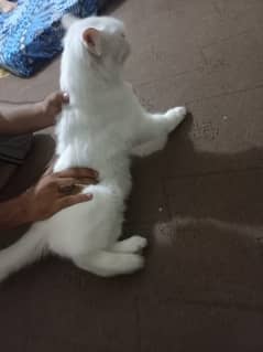 Persian male cat triple cot