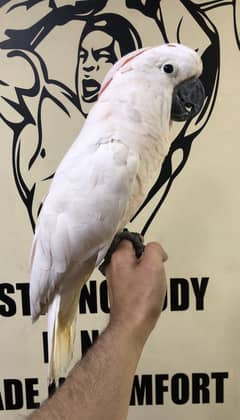Moulaccan cockatoo very friendly+proper handtame parrot for sale