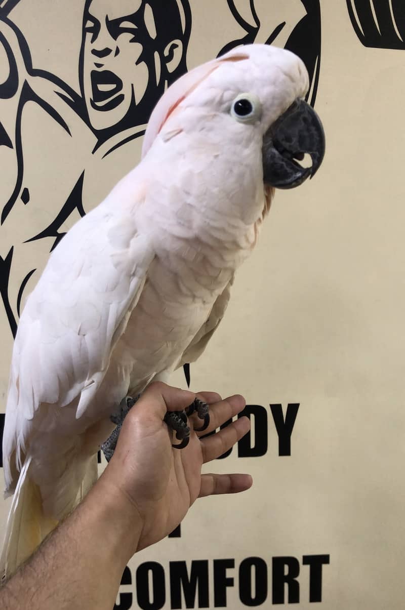 Moulaccan cockatoo very friendly+proper handtame parrot for sale 1