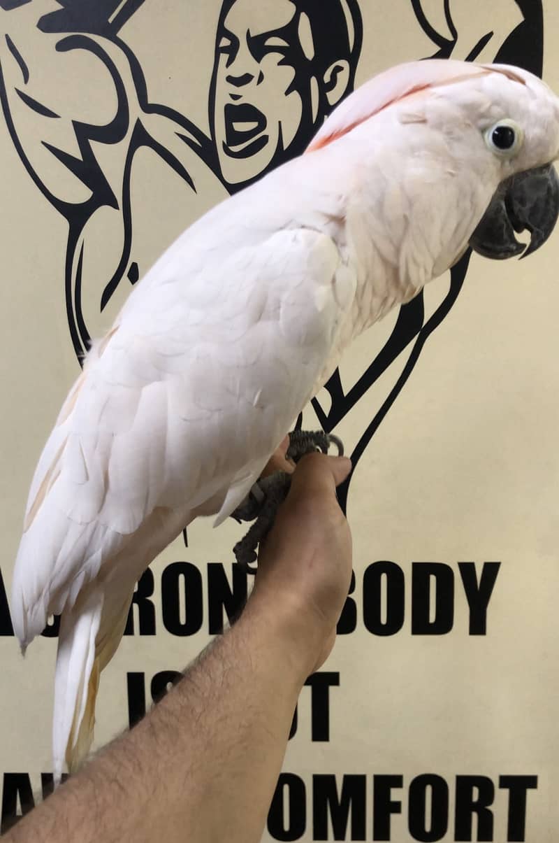 Moulaccan cockatoo very friendly+proper handtame parrot for sale 2