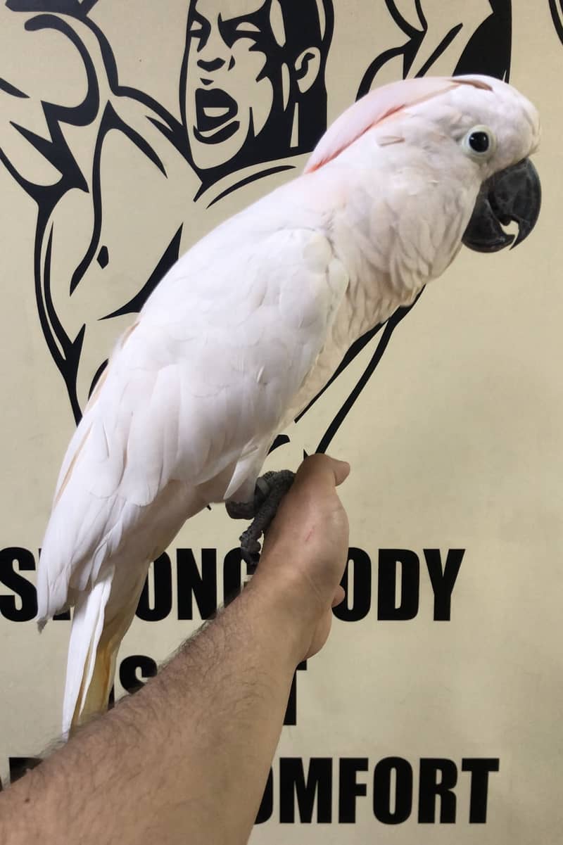 Moulaccan cockatoo very friendly+proper handtame parrot for sale 3