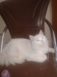 pure Persian 1.5 year age