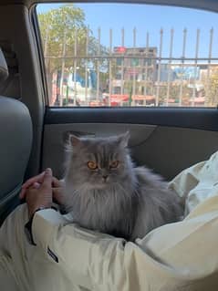 Grey Female Persian Cat for sale
