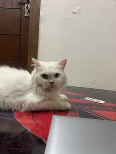 Persian Cat Breeder With 3 kittens For Sale