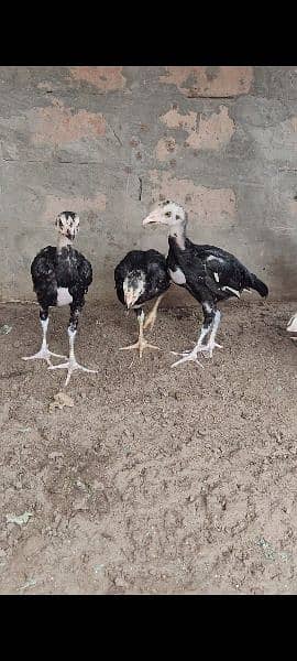 Lassani Mushki Chicks 1