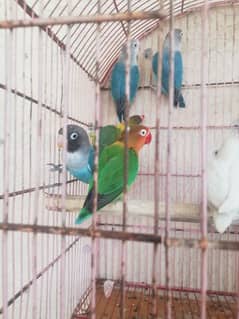 lovebird breeder pairs for sale 03315669922