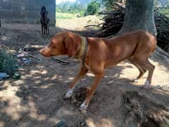 pointer Dog male 15 month old full trained