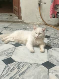 persian cat forsale