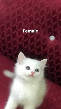 White persian kittens for sale