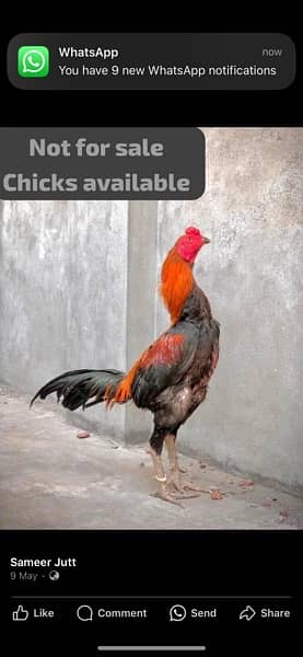 Aseel thai super locker +pakoye chicks available 9