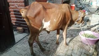 Cow for sale