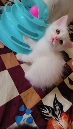 40-50 days persian kittens for sale