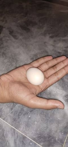 SILKY Fertile Egg
