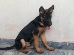 4 Months Stock Coat German Shepherd Puppy