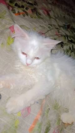Persian female cat baby