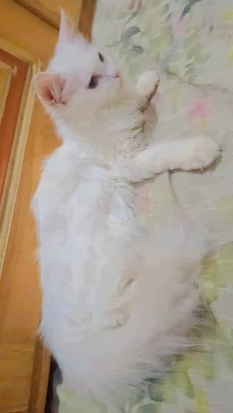 Persian female cat baby 1