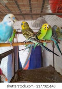 Asturilion parrots 0