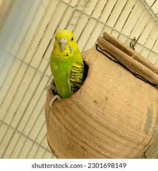 Asturilion parrots 1