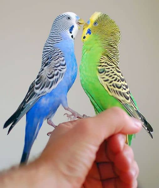 Asturilion parrots 3