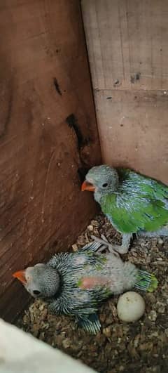 1 month ringneck baby pair home breed healthy and active baby